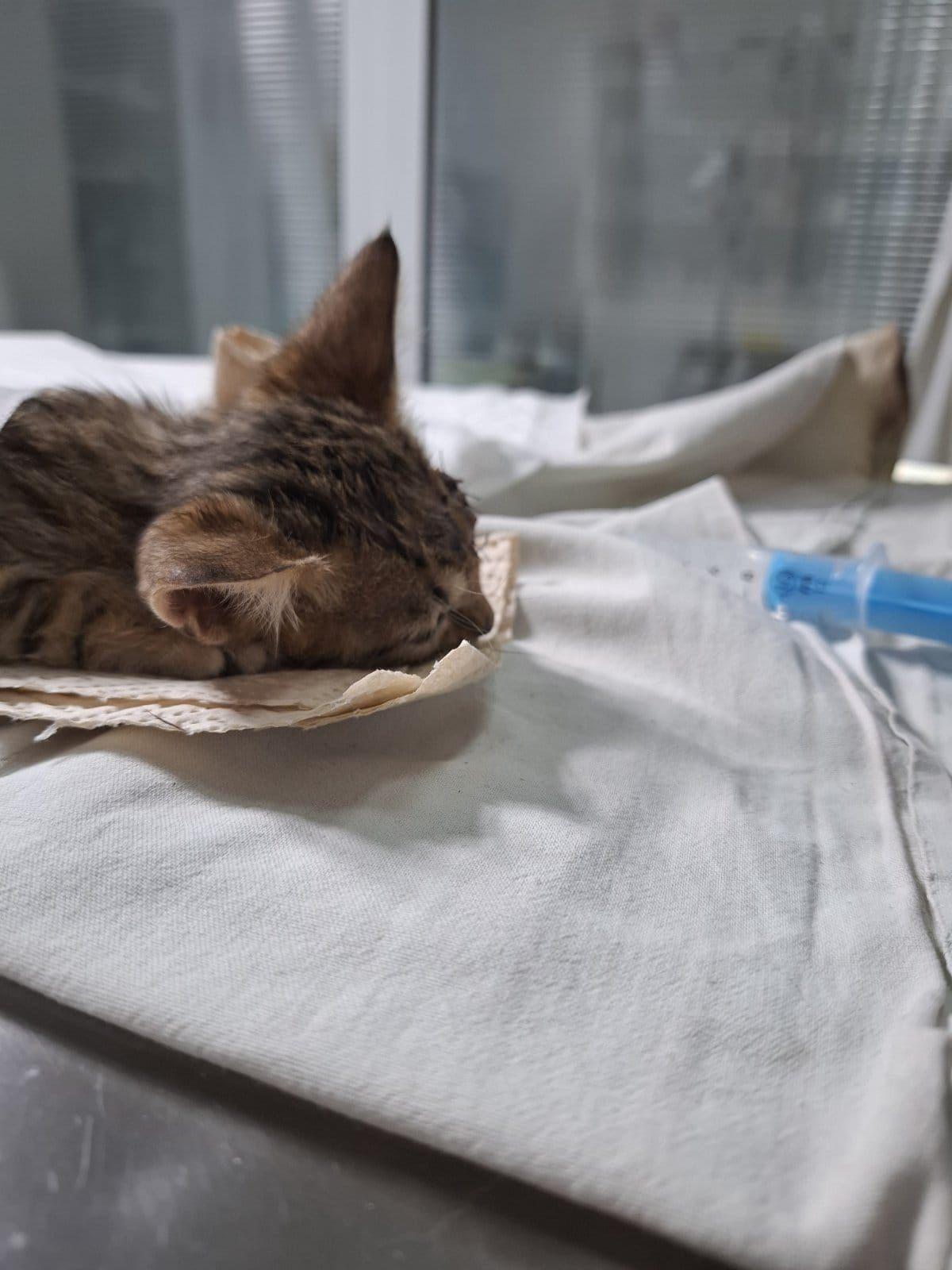 Mače na infuzionoj terapiji u veterinarskoj ordinaciji Dr Goran