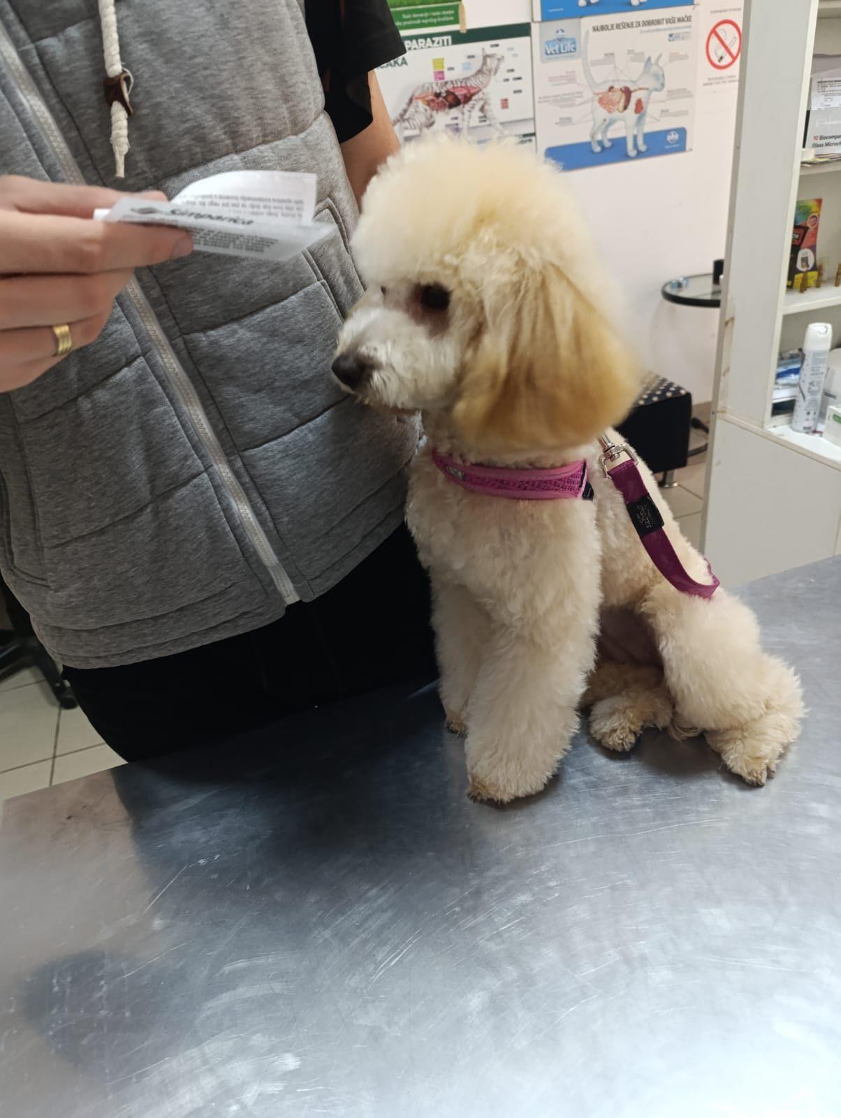 Pudla na stolu za pregled u veterinarskoj ordinaciji Dr Goran