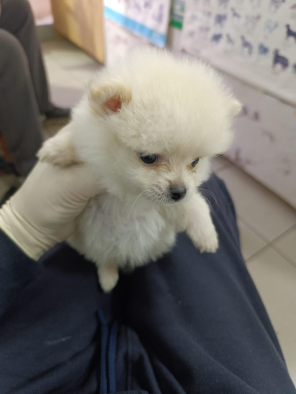 Belo štene pomeranca na pregledu u veterinarskoj ordinaciji Dr Goran